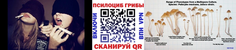Купить закладки  Дмитров  Псилоцибиновые грибы MAGIC MUSHROOMS 